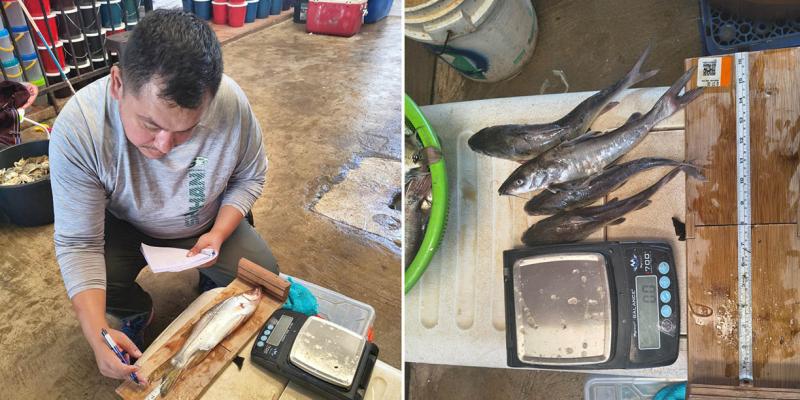 Avanza monitoreo para conocer estado de las poblaciones de peces en Izabal