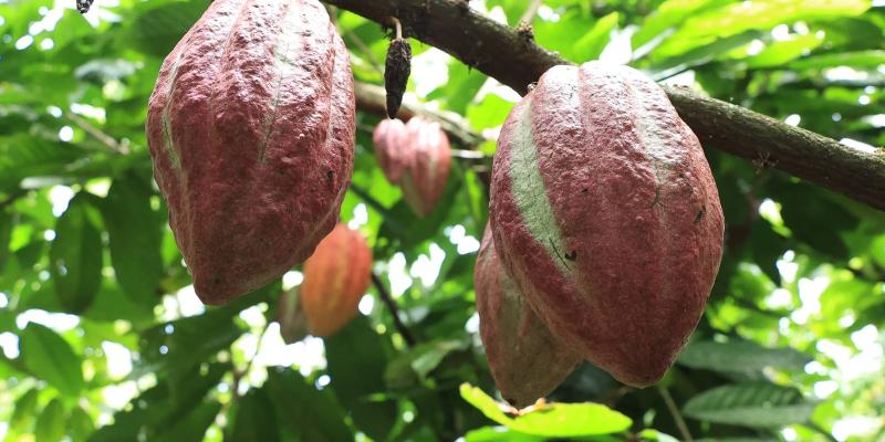 Cacao con raíces ancestrales que impulsan el desarrollo rural