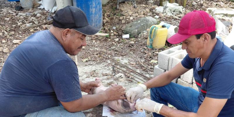 Castración de lechones fortalece producción porcina en Petén