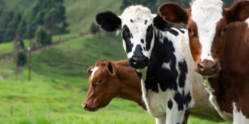 Paso a paso para inscribirse en el Sistema Integrado de Sanidad Agropecuaria -SISAR-