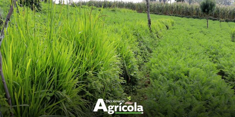 Diccionario Agrícola: Barreras Vivas