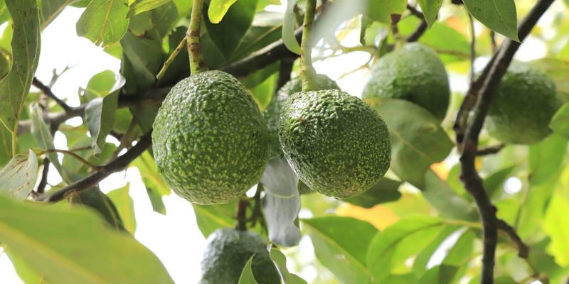 Programa de exportación de aguacate Hass avanza con inspección de fincas
