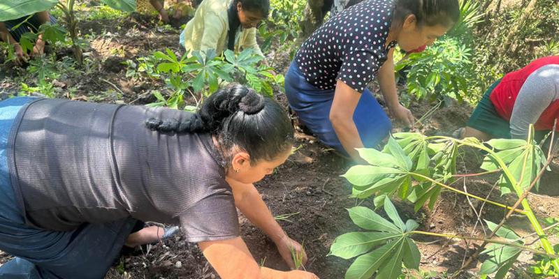Distribución de pilones de hortalizas fortalece la disponibilidad de alimentos en Jalapa