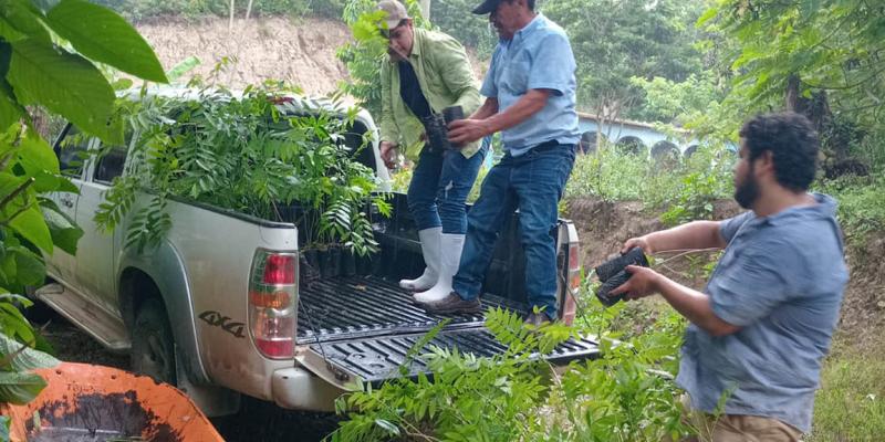 Entrega de plantas forestales fortalece las prácticas agroforestales en Petén