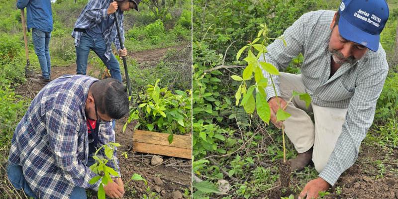 Siembra de árboles ayuda a la conservación forestal en Jalapa
