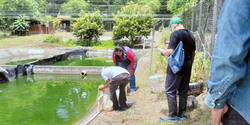 Preparan nuevas liberaciones para repoblar peces en ríos y lagos de Petén