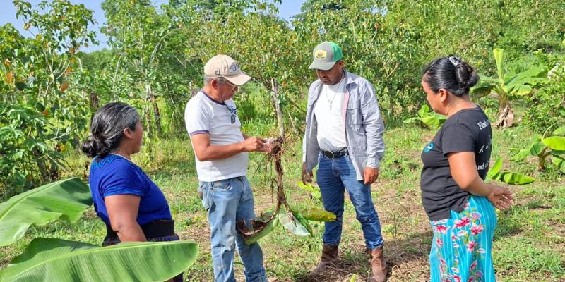 Fortalecen manejo preventivo de plagas en cultivos de plátano