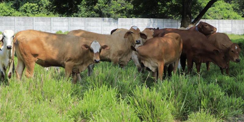 Protegemos la producción pecuaria del país