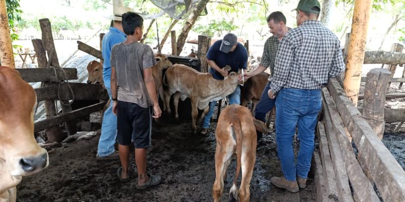 Impulsan jornada profiláctica bovina en Escuintla para contrarrestar el Gusano Barrenador
