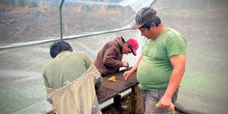 Siembra de plántulas en bandejas impulsa producción agrícola en Usumatlán 