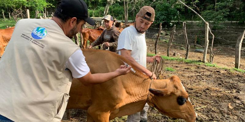 Impulsan vacunación y vigilancia para prevenir la rabia bovina en Quiché