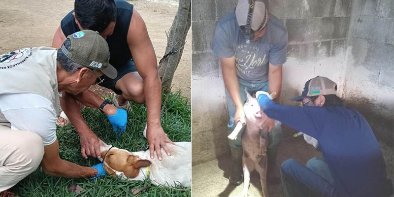 Más de 247 mil animales inspeccionados para prevenir el Gusano Barrenador en el primer semestre de 2026