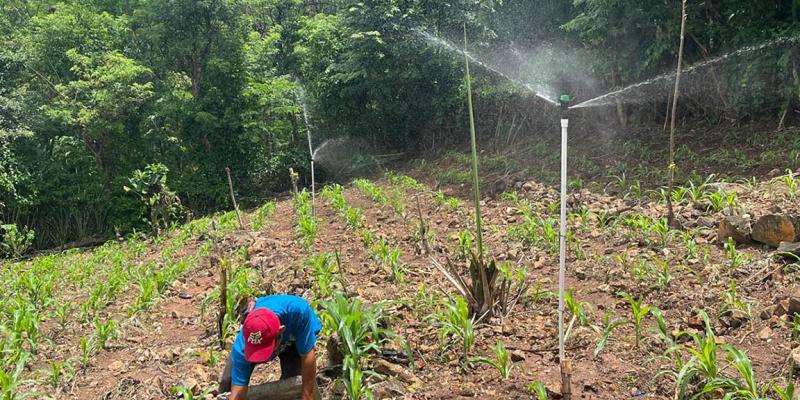 Riego fortalece la producción agrícola de 85 familias en Camotán