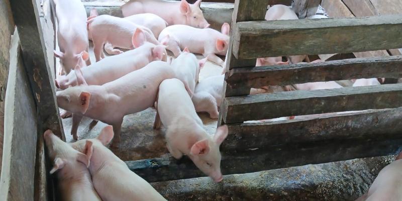 Sanidad porcina fortalece la producción familiar en Melchor de Mencos