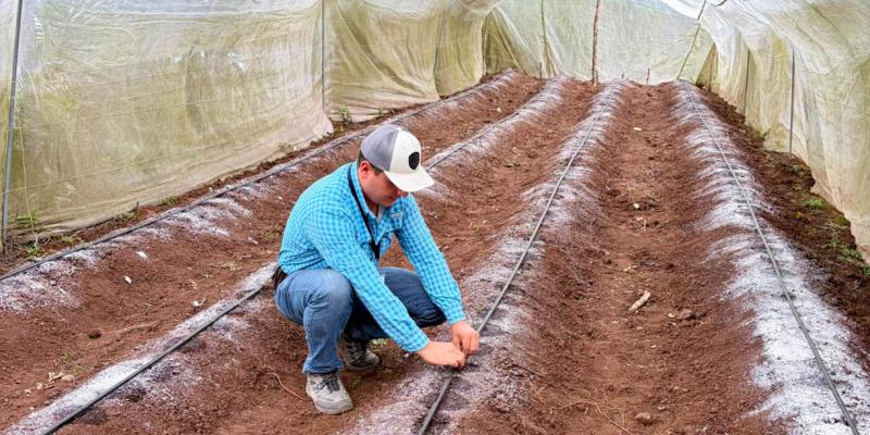Uso de macrotúneles optimiza producción de tomate en Jalapa
