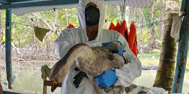 Prevengamos juntos la influenza aviar
