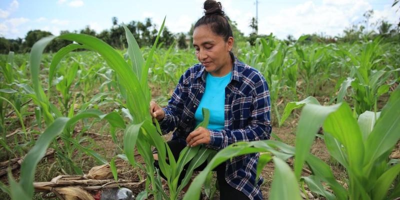 Más de 43 mil pequeños productores ya cuentan con seguro agropecuario
