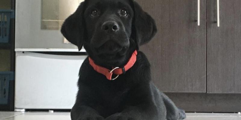 Día Mundial del Perro