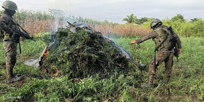 Fuerzas de seguridad erradican más de 200 mil plantas de marihuana