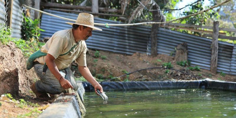 Tilapia: producción que nutre y genera ingresos