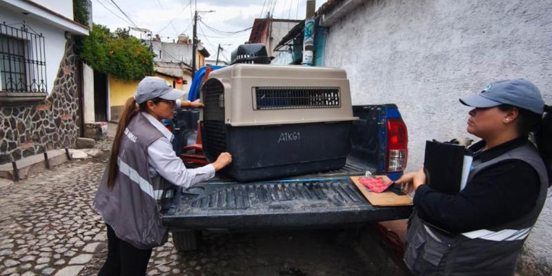 UBA decomisa a dos caninos en condiciones de vulnerabilidad
