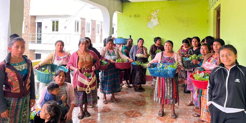 Entregan 64 mil plántulas para fortalecer huertos familiares en Totonicapán