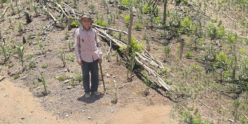 Evalúan daños por sequía en parcelas de Zacapa
