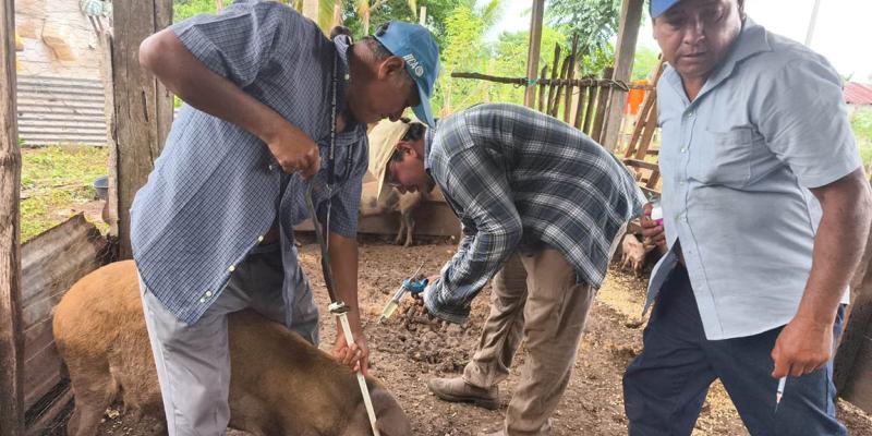 Fortalecen sanidad porcina en La Libertad, Petén