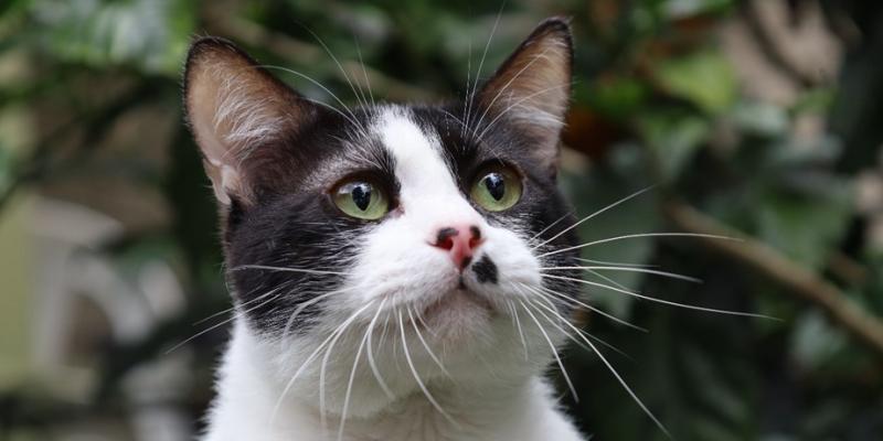 ¿Conoces sobre la panleucopenia en gatos?