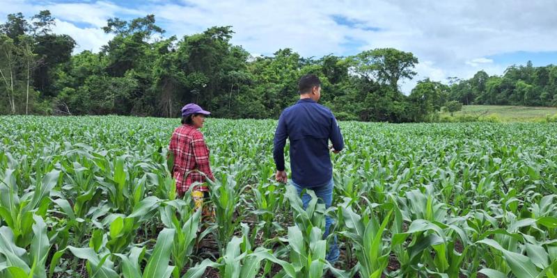 Productores de Las Cruces mejoran el manejo de sus cultivos de maíz