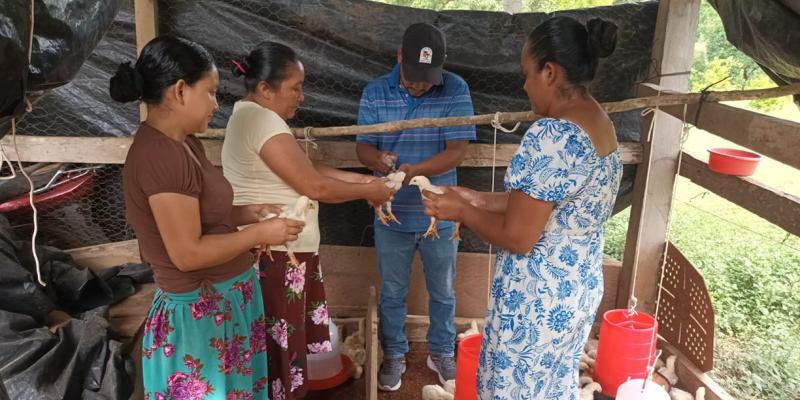 Se brinda seguimiento técnico a la entrega de pollos de engorde en Petén