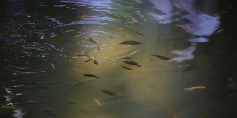 MAGAcciones: Más de 1000 familias beneficiadas con la entrega de tilapia