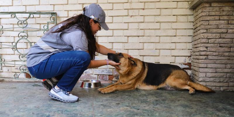 Un amor fiel tiene cuatro patas