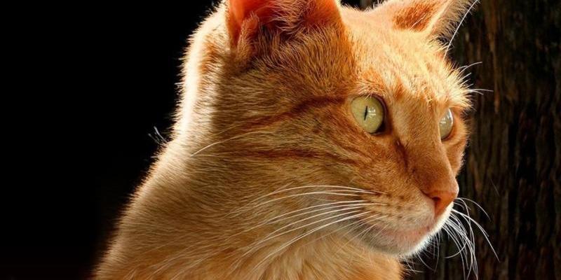 8 de agosto | Día Internacional del Gato