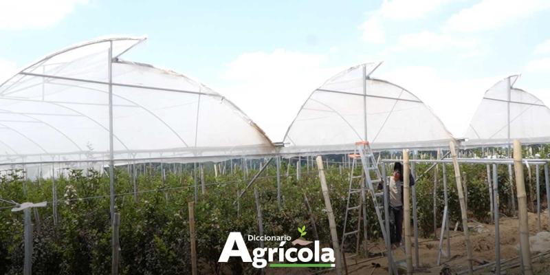 Diccionario Agrícola: Invernadero