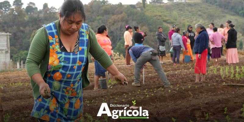 Diccionario Agrícola: Prácticas agrícolas