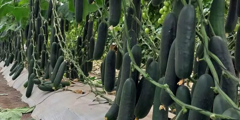 Cultive pepino en casa