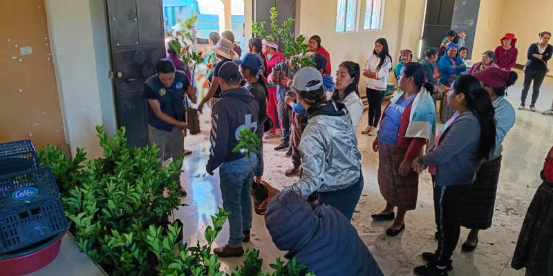 Entrega de frutales favorece la economía de comunidades agrícolas en Quetzaltenango