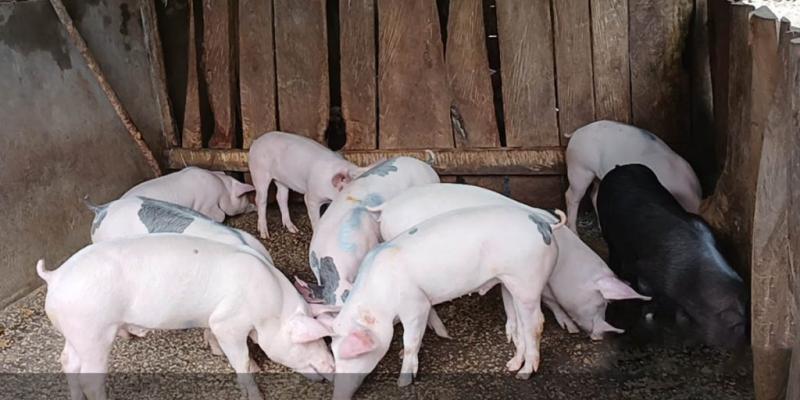 Entrega de lechones fortalece la producción porcina en Petén