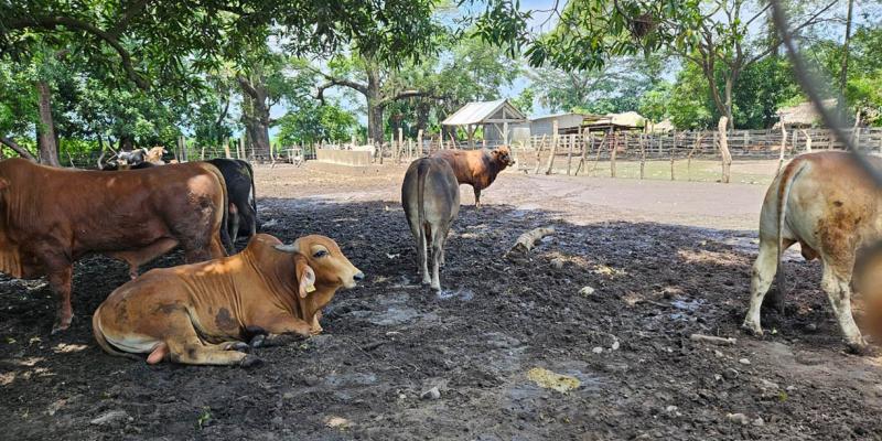 Evalúan 78 animales en prevención del Gusano Barrenador