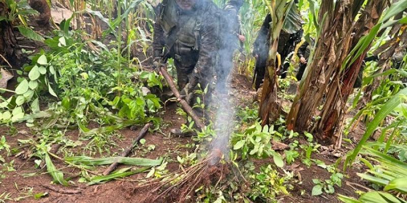 Acciones del Ejército de Guatemala permiten la localización y destrucción de cultivos ilícitos