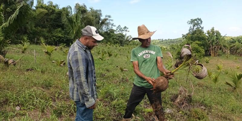Monitorean plagas y enfermedades en plantaciones de coco y plátano