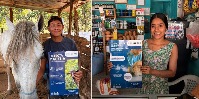 Amplían vigilancia en Petén para prevención de Gusano Barrenador