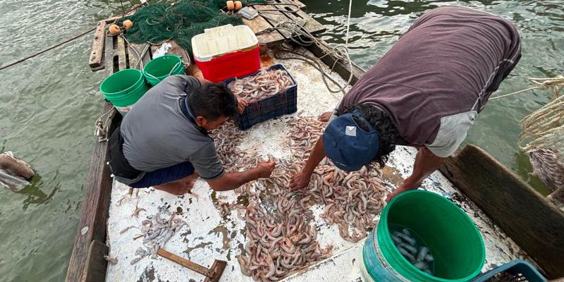 Recopilan datos de capturas de camarón en la pesca de pequeña escala