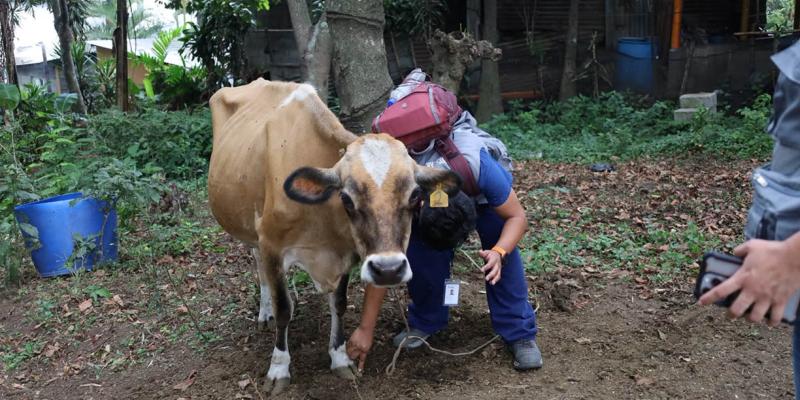 UBA atiende animales en comunidades afectadas por erupción