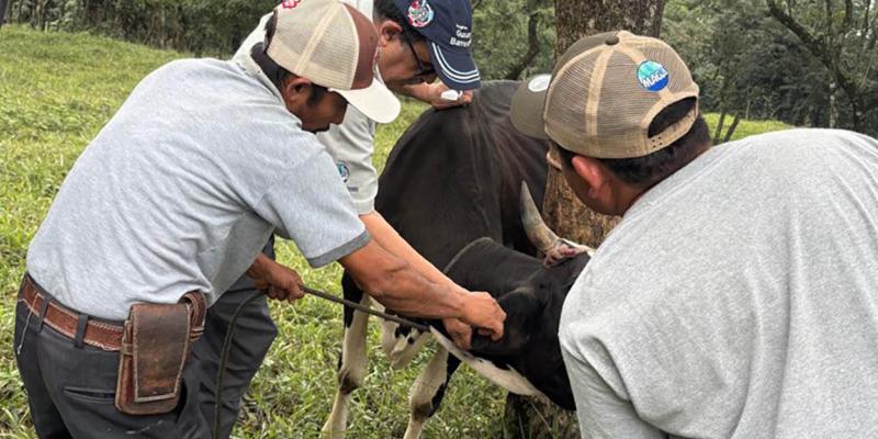 Brindan atención veterinaria a los animales de producción afectados por ceniza del volcán